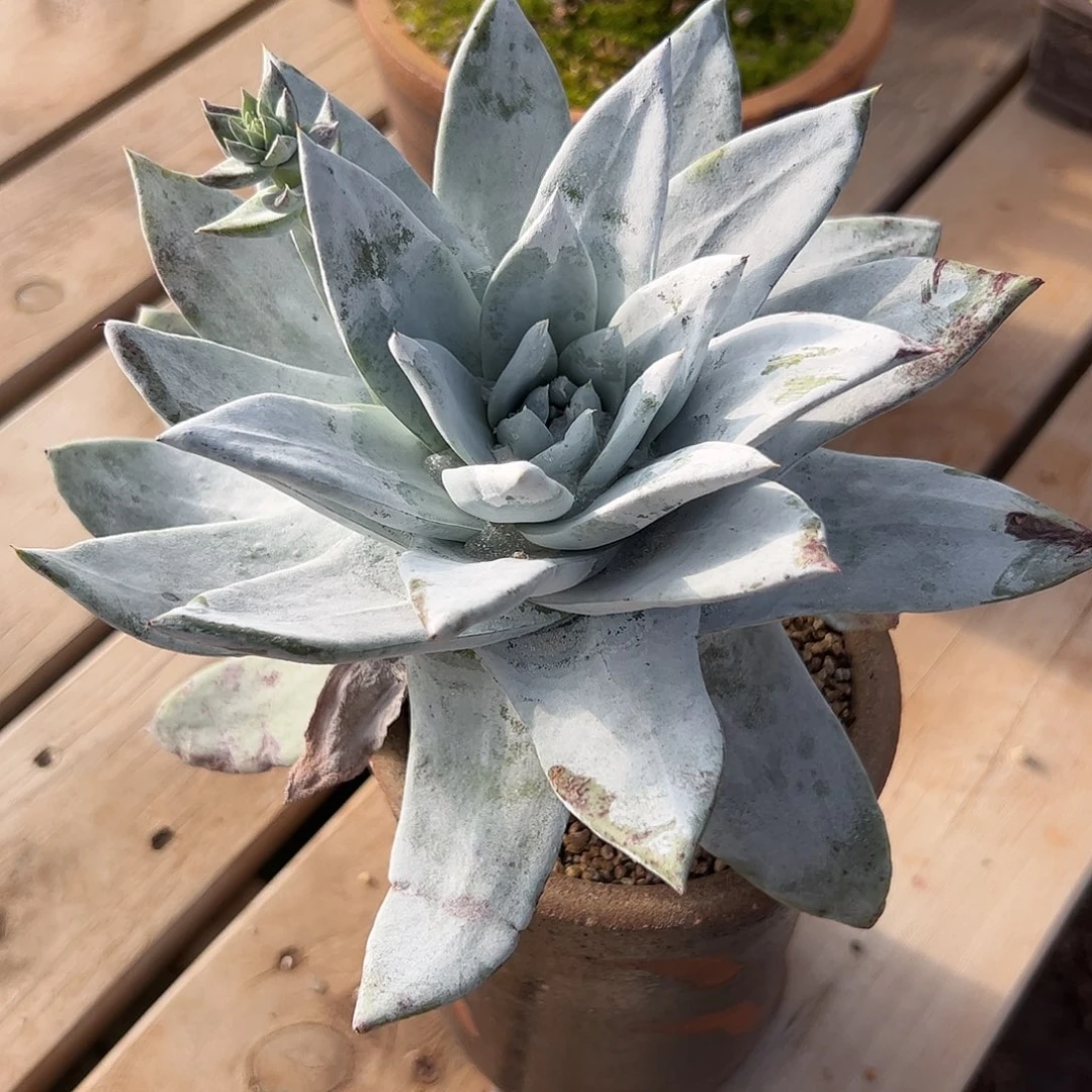 谁***非4564苹果雪山仙女