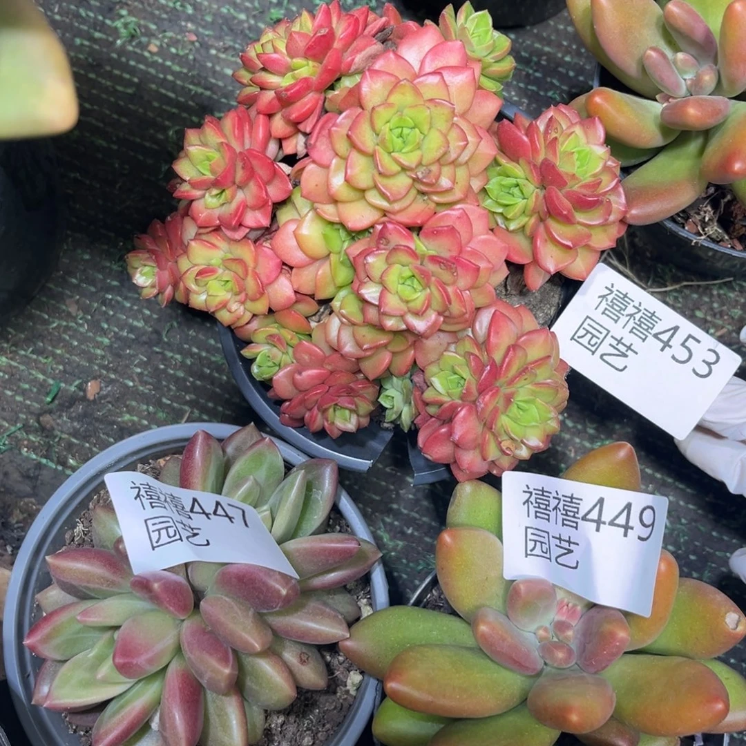 龙***茵453泡泡玫瑰多肉植物～