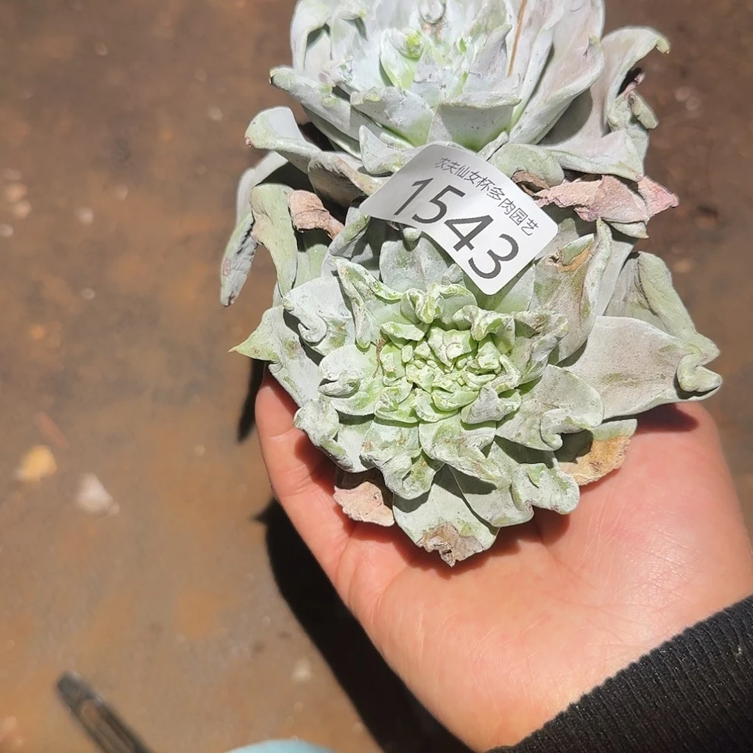 3代杂交仙女杯多肉福利