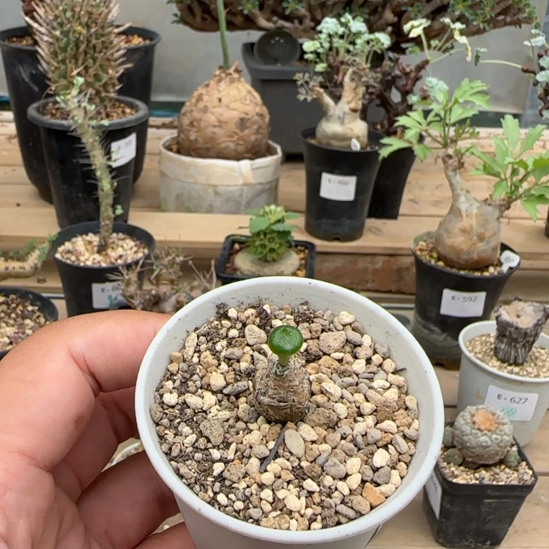 610欧宝奇峰锦块根植物