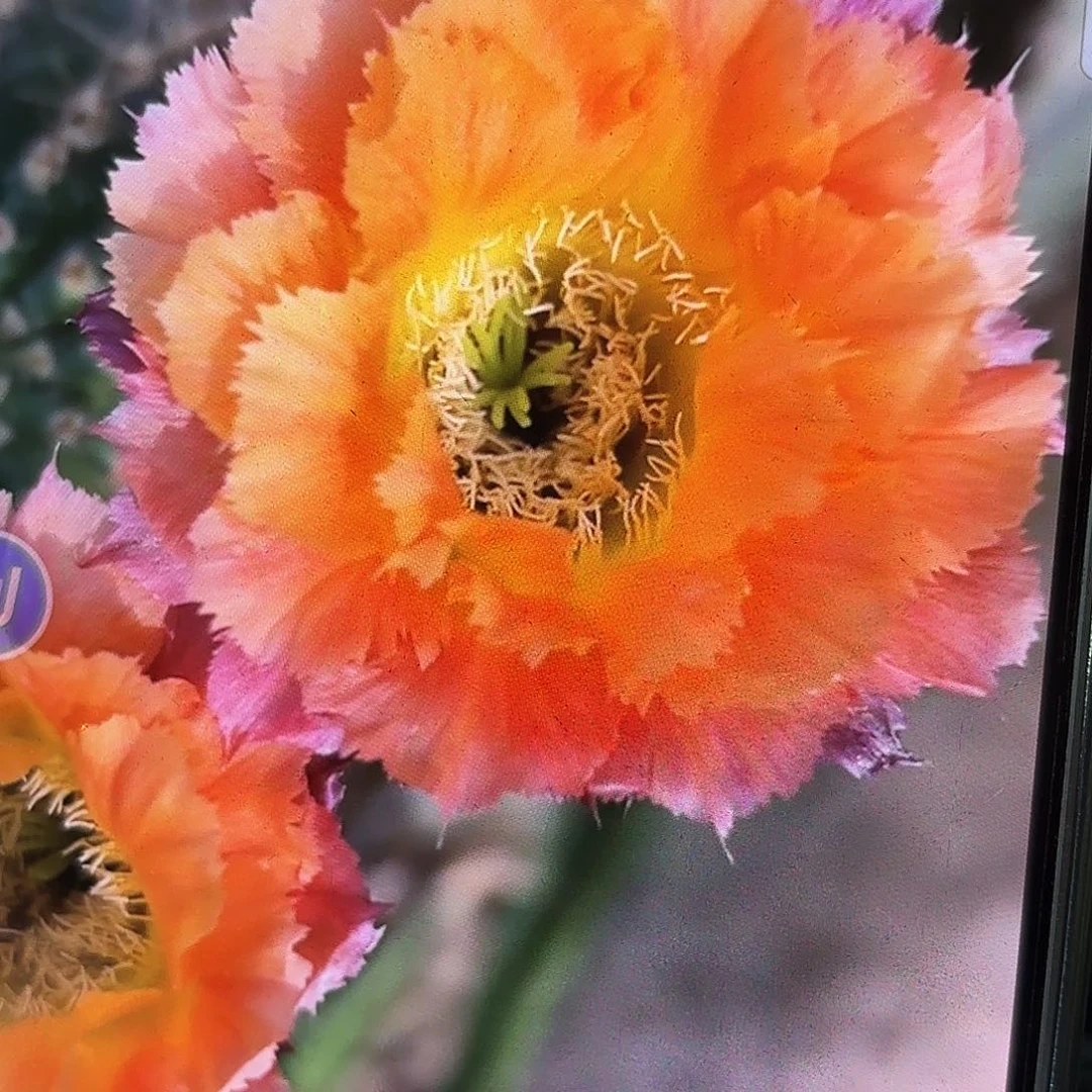 热带魔法侧牙20包邮8