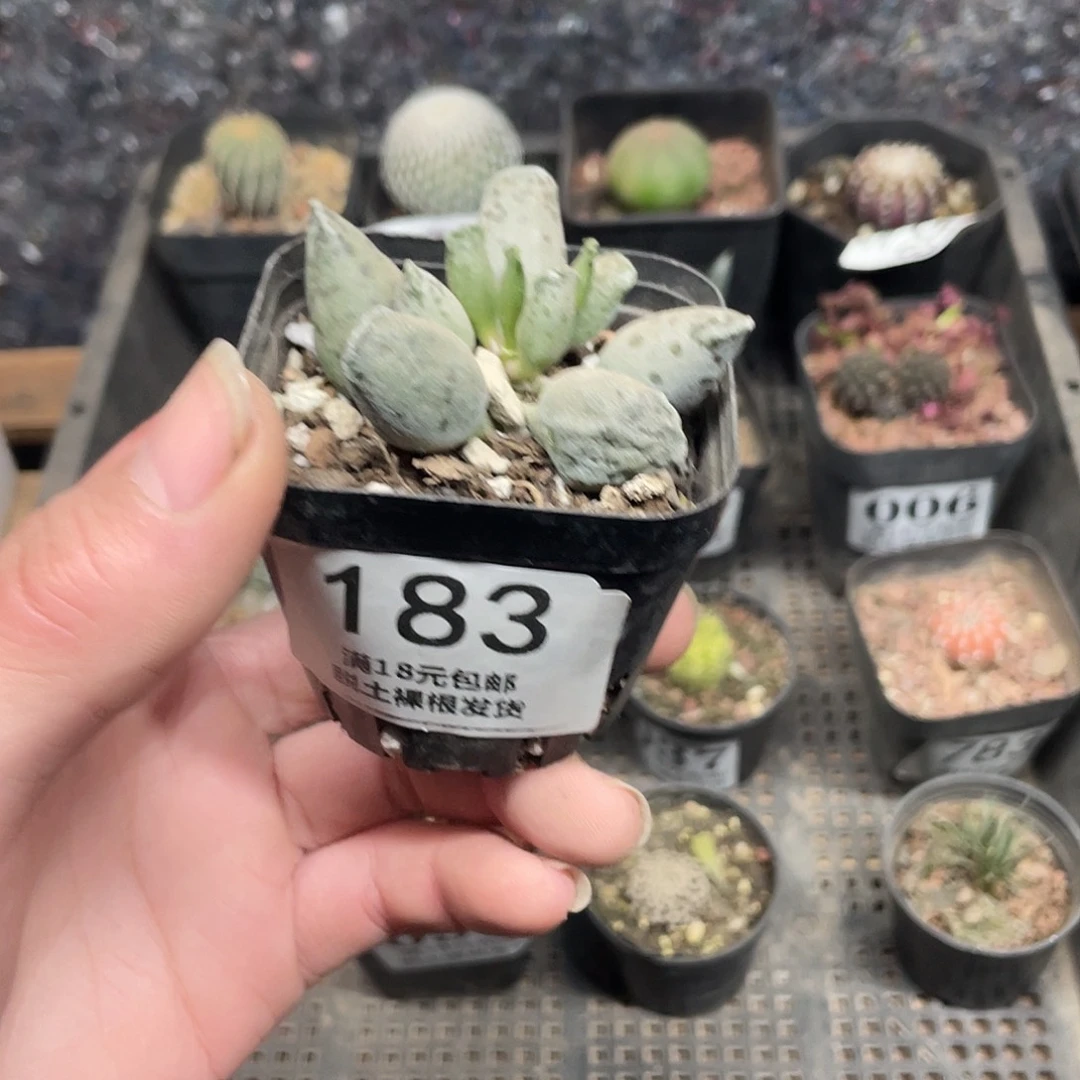 183海豹（满18包邮）