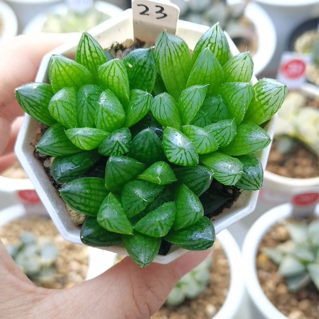 23号实生玉露3个单头一物一拍带盆土发货满38包邮