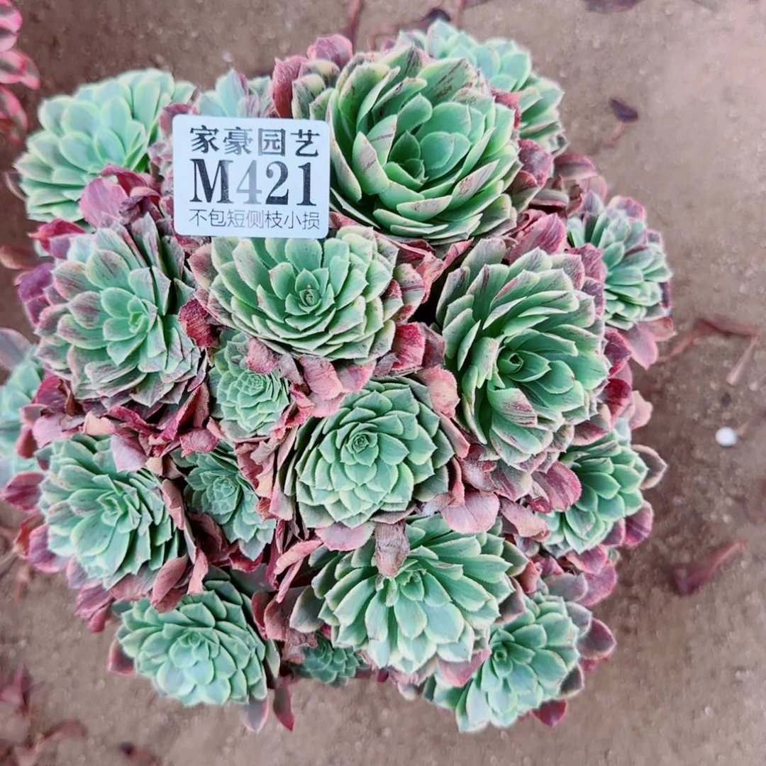 莫兰迪法师421冠幅25