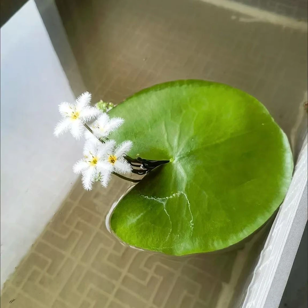 鱼缸造景浮萍一叶莲水培植物莲碗室内水养水莲四季浮萍淡水水草