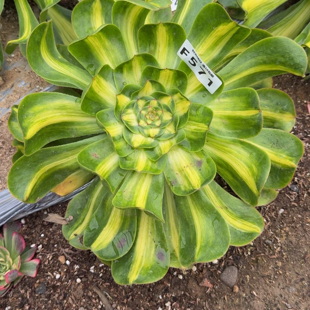 凪***》571暴君。多肉植物