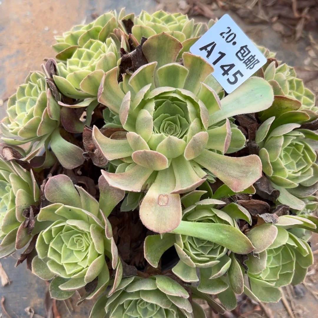 145雨荷，多肉法师