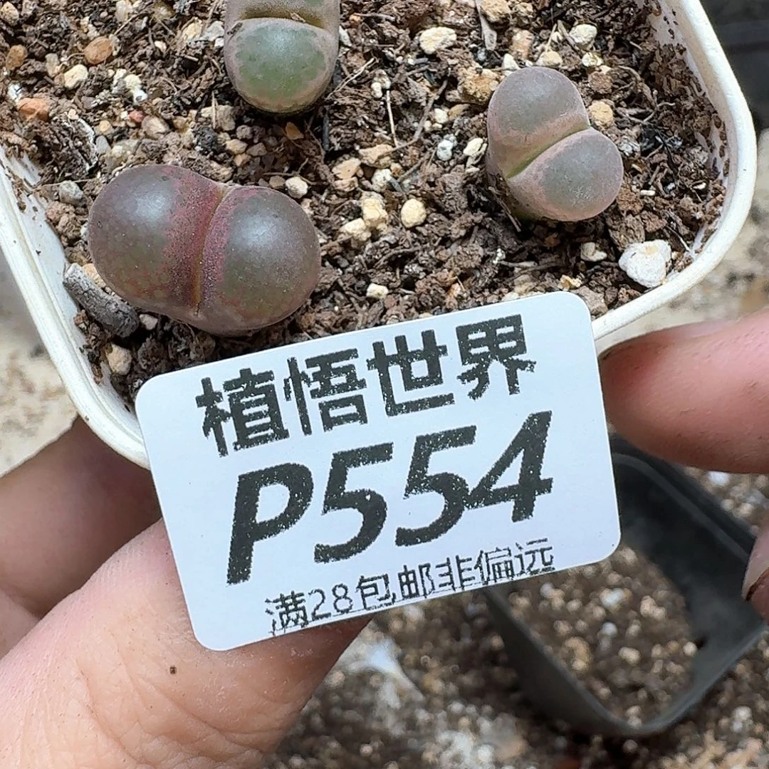 多肉植物的人生地方