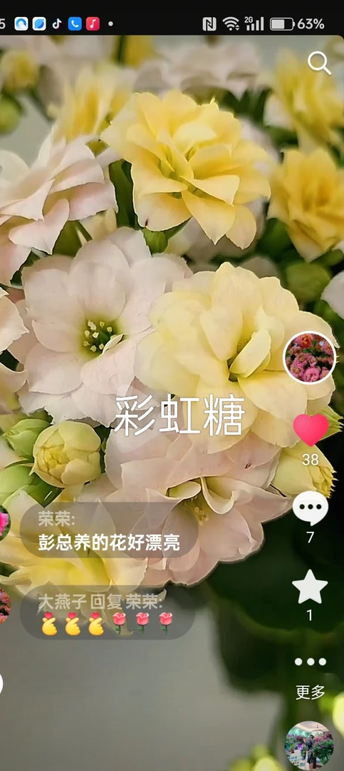 长寿花彩虹糖，是一个变色花型