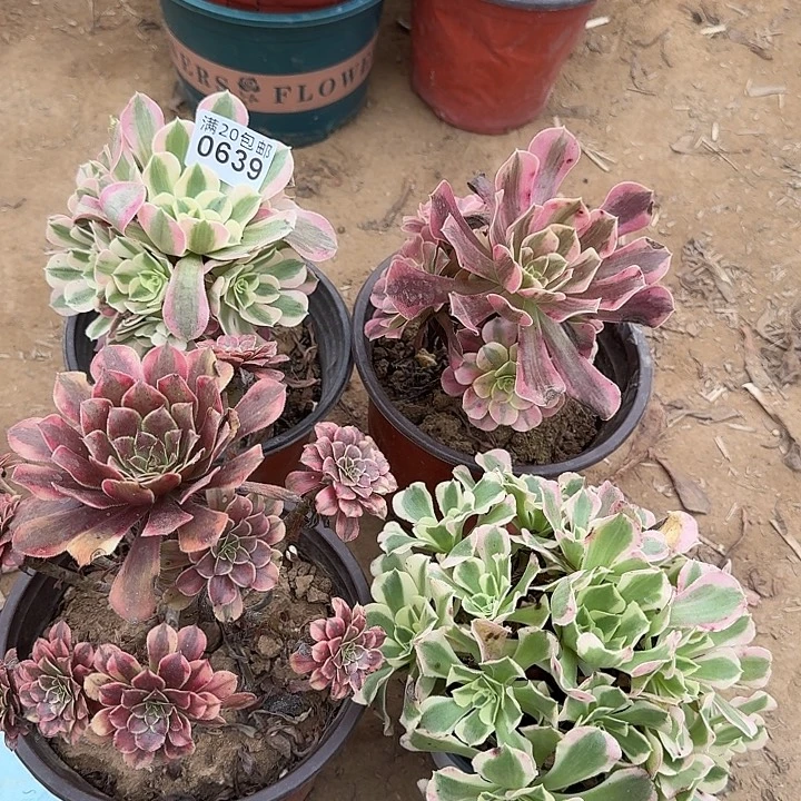 0639粉女巫，白凤，铜雀台，美杜沙