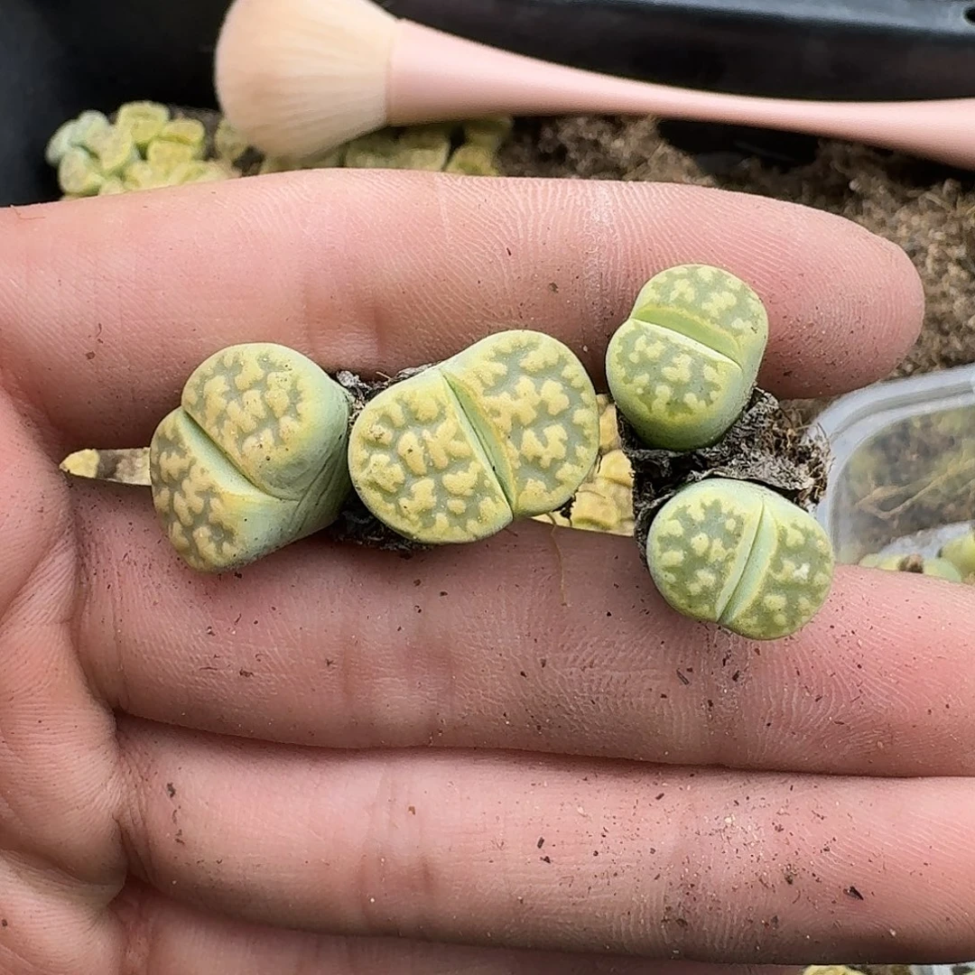 只***4597 哈哈哈哈哈哈哈哈哈