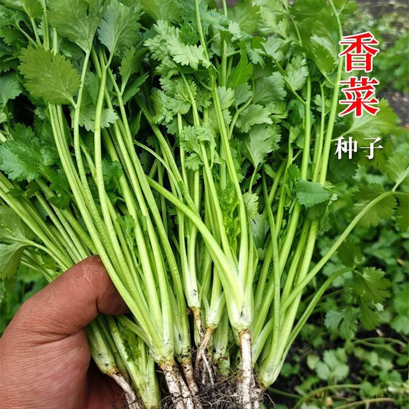 「速生香菜」四季速生大叶香菜新鲜香菜香味浓烈农家种盆栽c