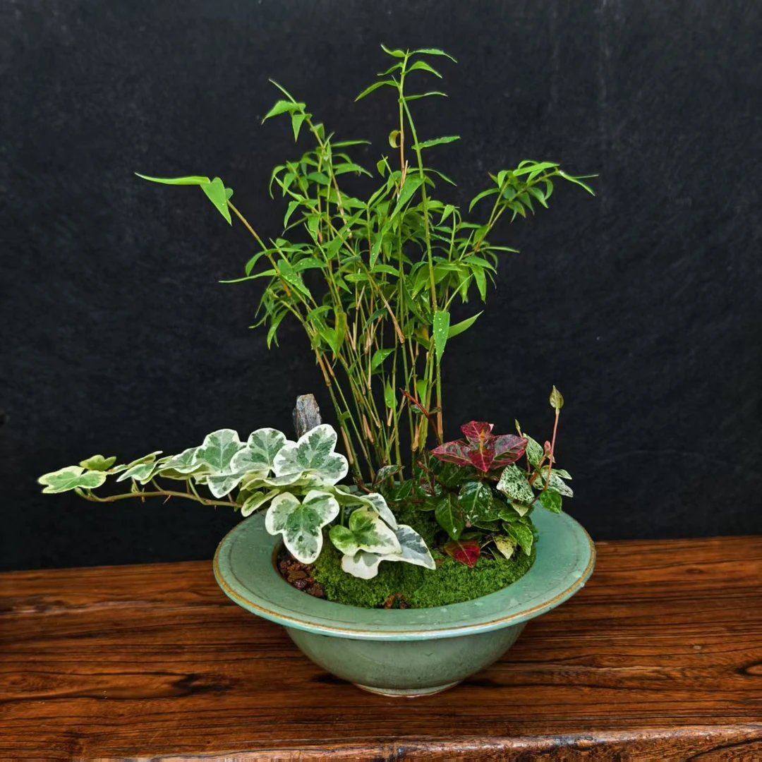 精品盆景禅意茶桌办公桌小盆景绿植