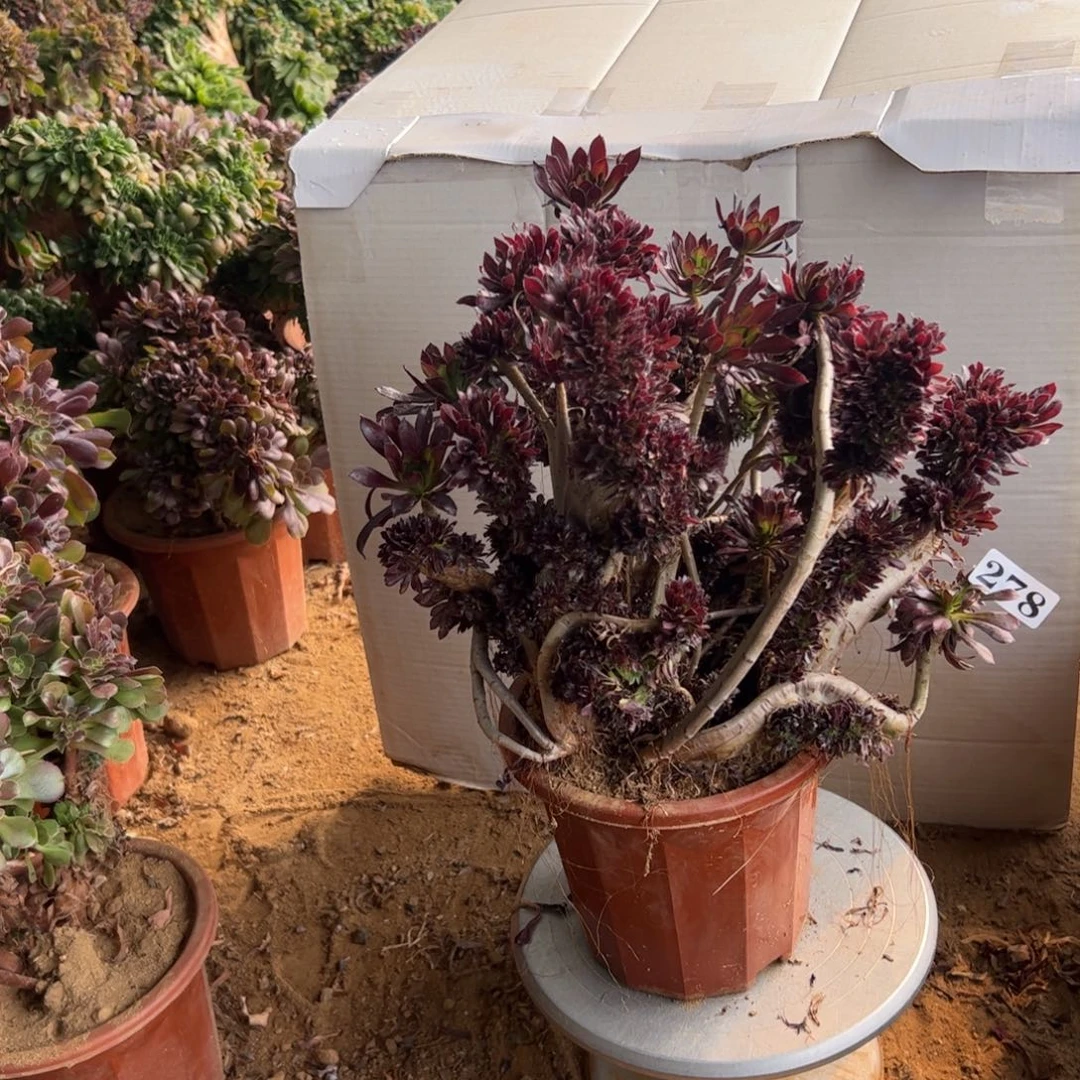 有伤黑缀278官府35有个翅膀