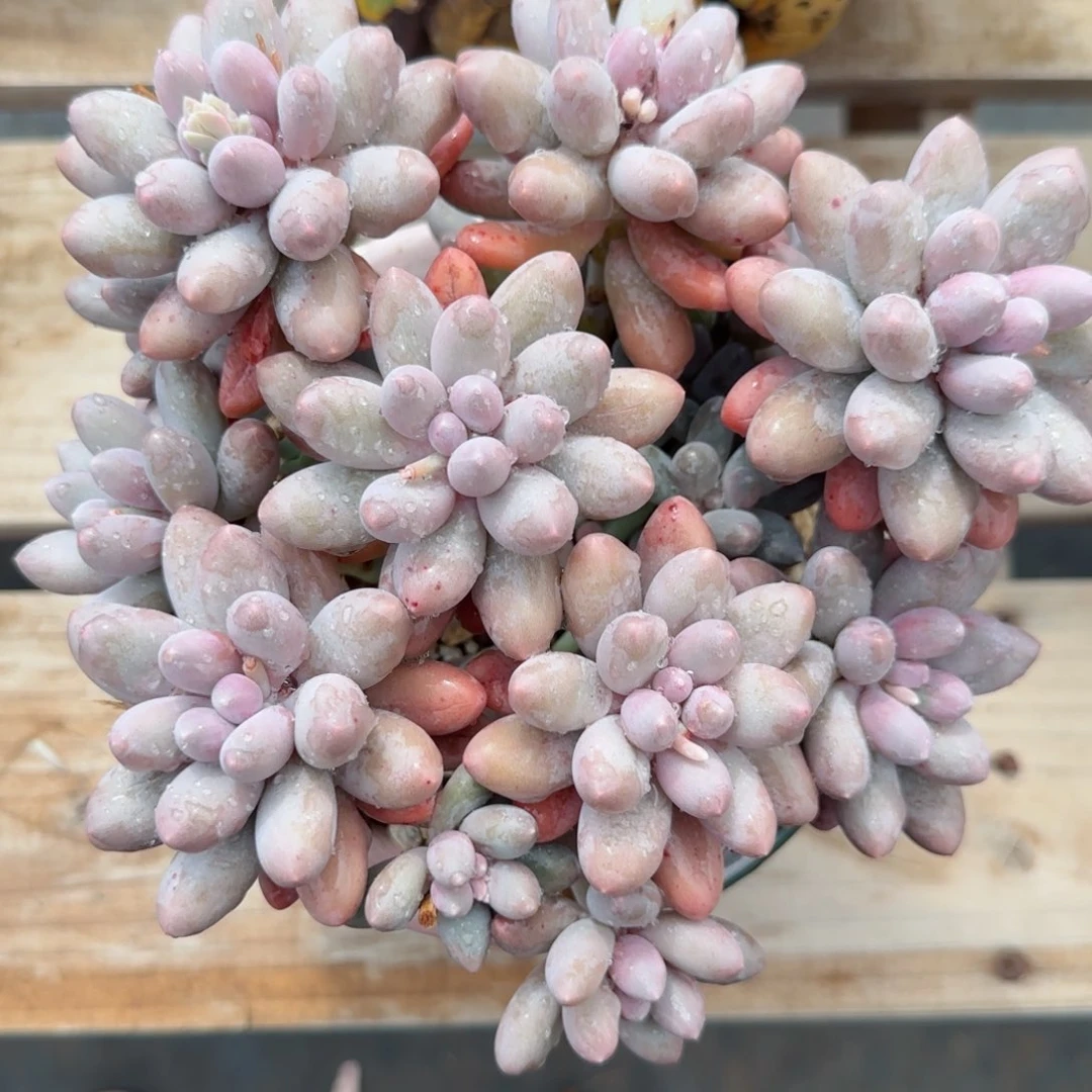 @***呀汤圆美肉一物一拍