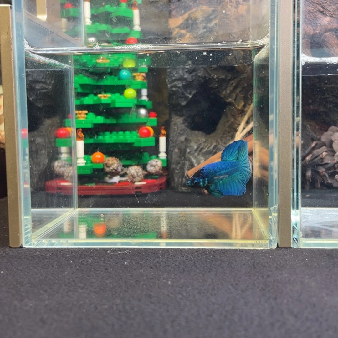 斗鱼十二月二十一日竞价