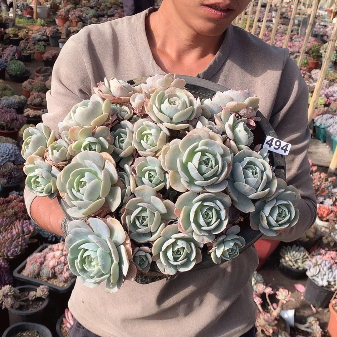 494鲁氏 一物一拍多肉