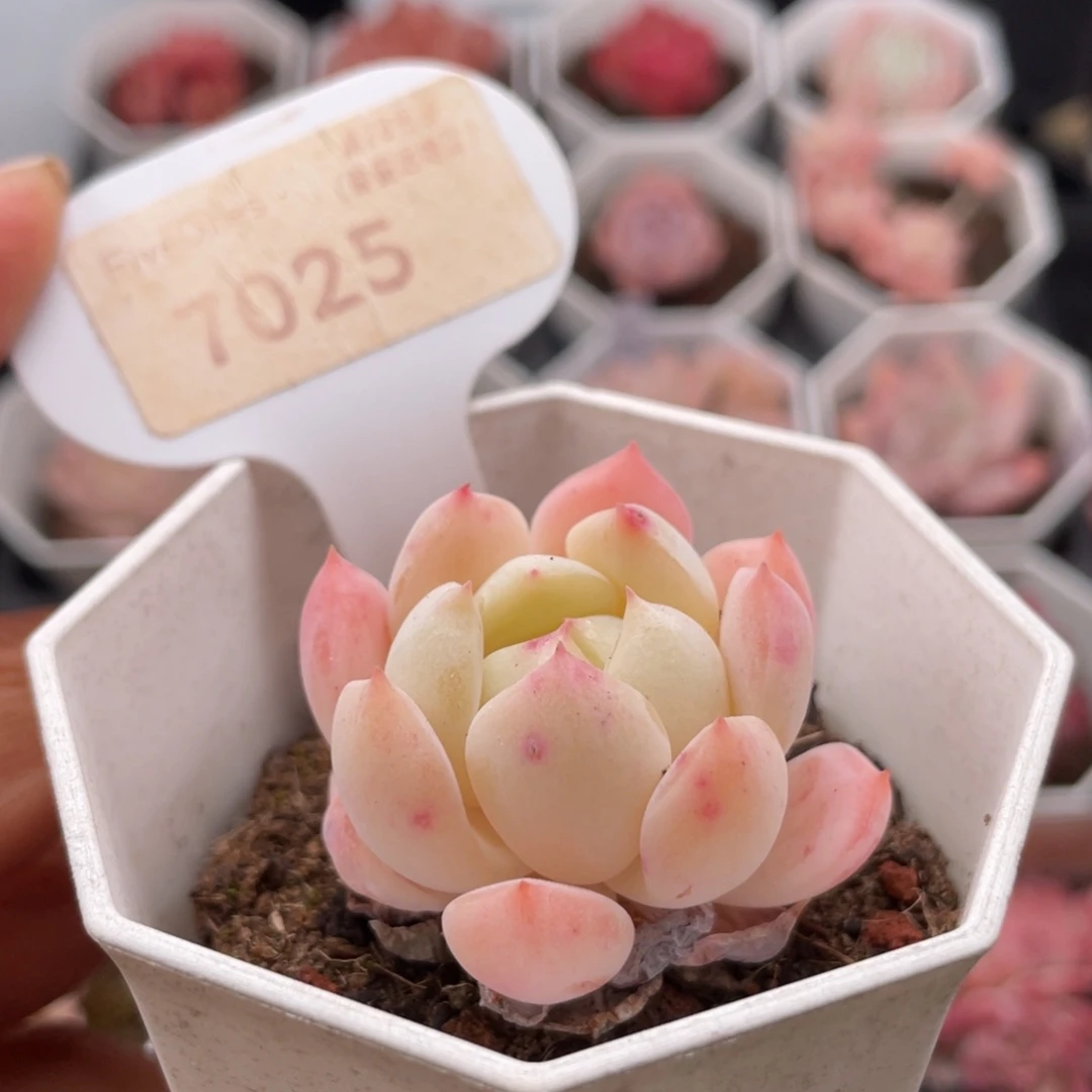 海盐薄荷7025-4.0厘米