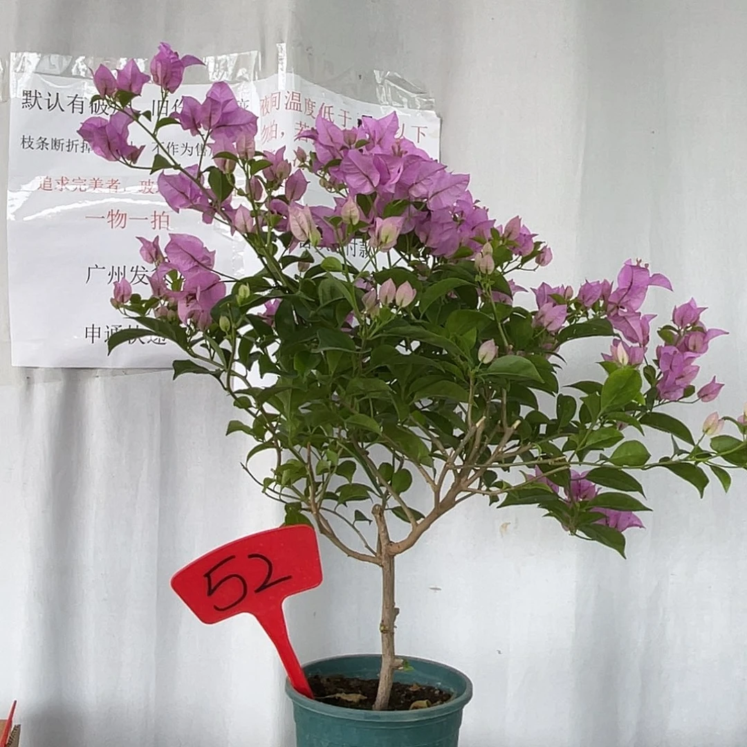 当前无花栽培后可以开花52巴西紫扦插苗