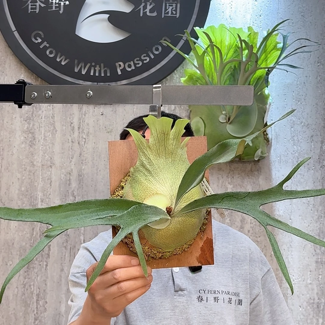 完全开放春野花园乌汶1号母本鹿角蕨