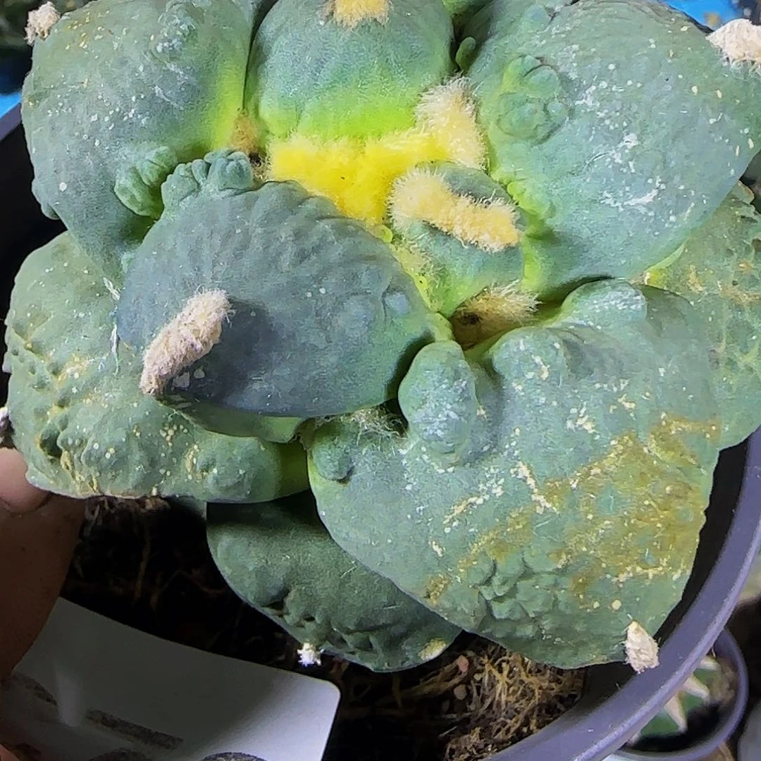 瘤尤怒涛825仙人球开花