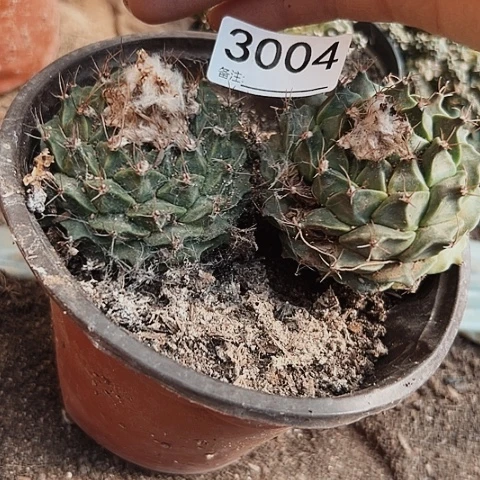 3004两个地冠瑕疵