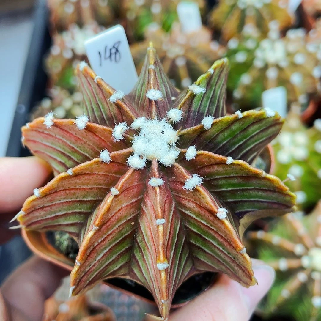 非偏远地区满25包邮仙人球