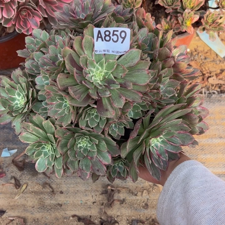 水蜜桃多肉植物859.