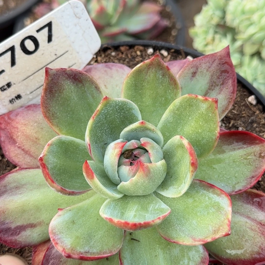 惊鸿一物一拍包装收缩花旱707