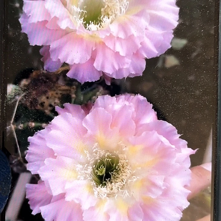 粉羽侧芽歪6公分以上满18包邮