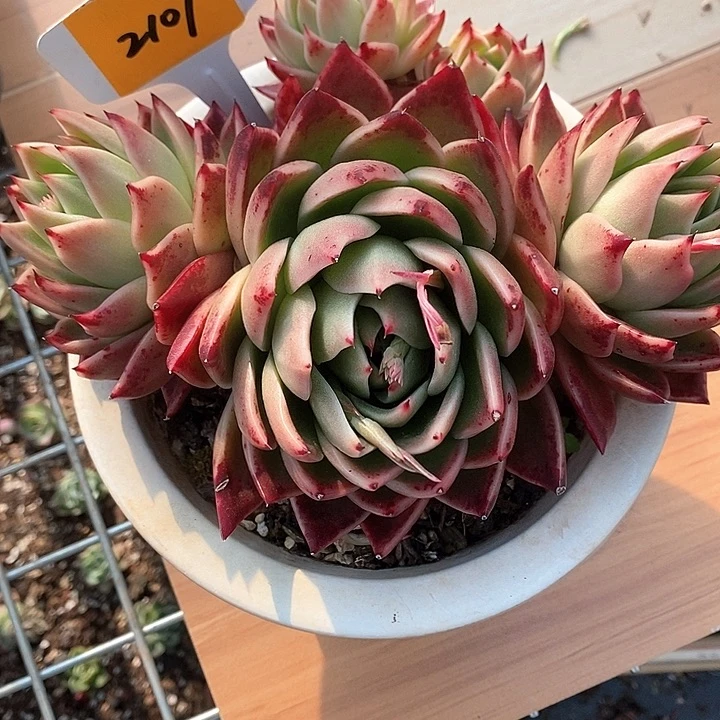 2107————直播福利