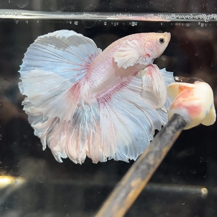 斗鱼22号特价清缸：粉白婚纱大耳