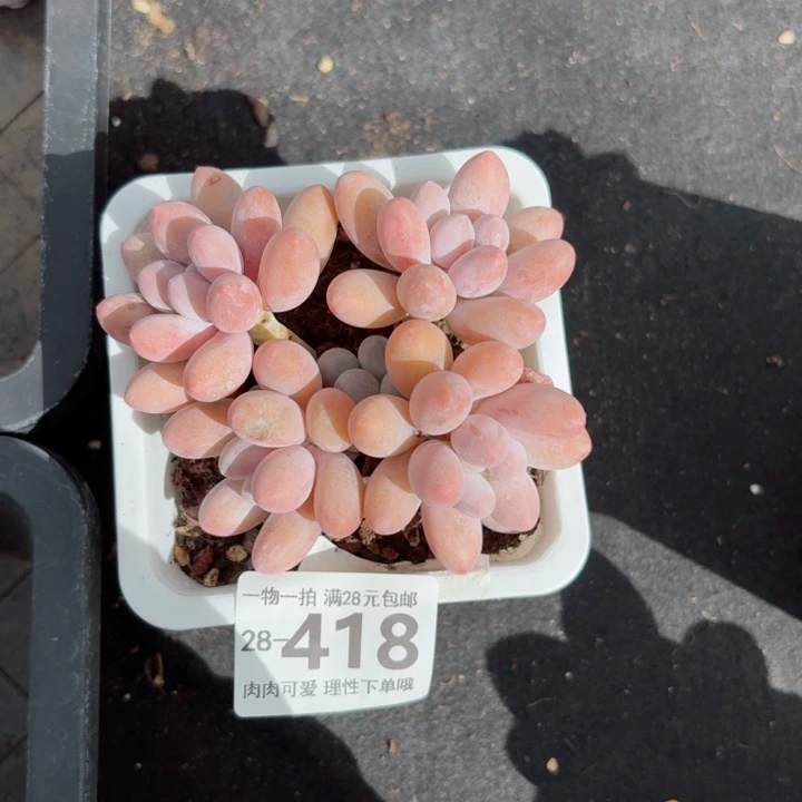 汤圆多肉无盆土发货多肉多