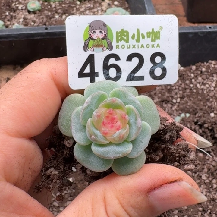 多肉植物多肉植物