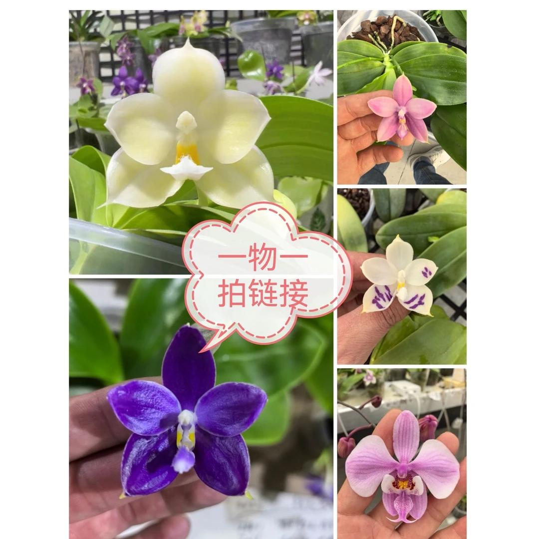 1116一物一拍原生种【蝴蝶兰】好养赏花闻香室内盆栽绿植