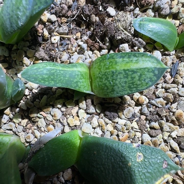 卧牛锦卧牛锦卧牛锦