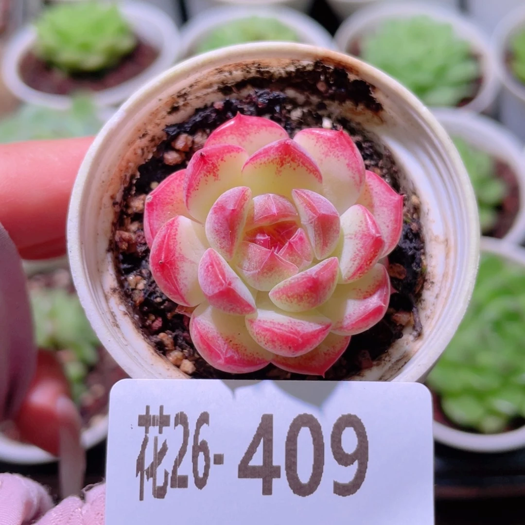 花利美26-409白桃汽水