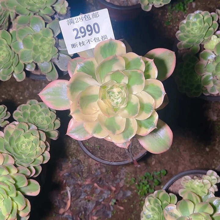 2990燕姿多肉植物保护