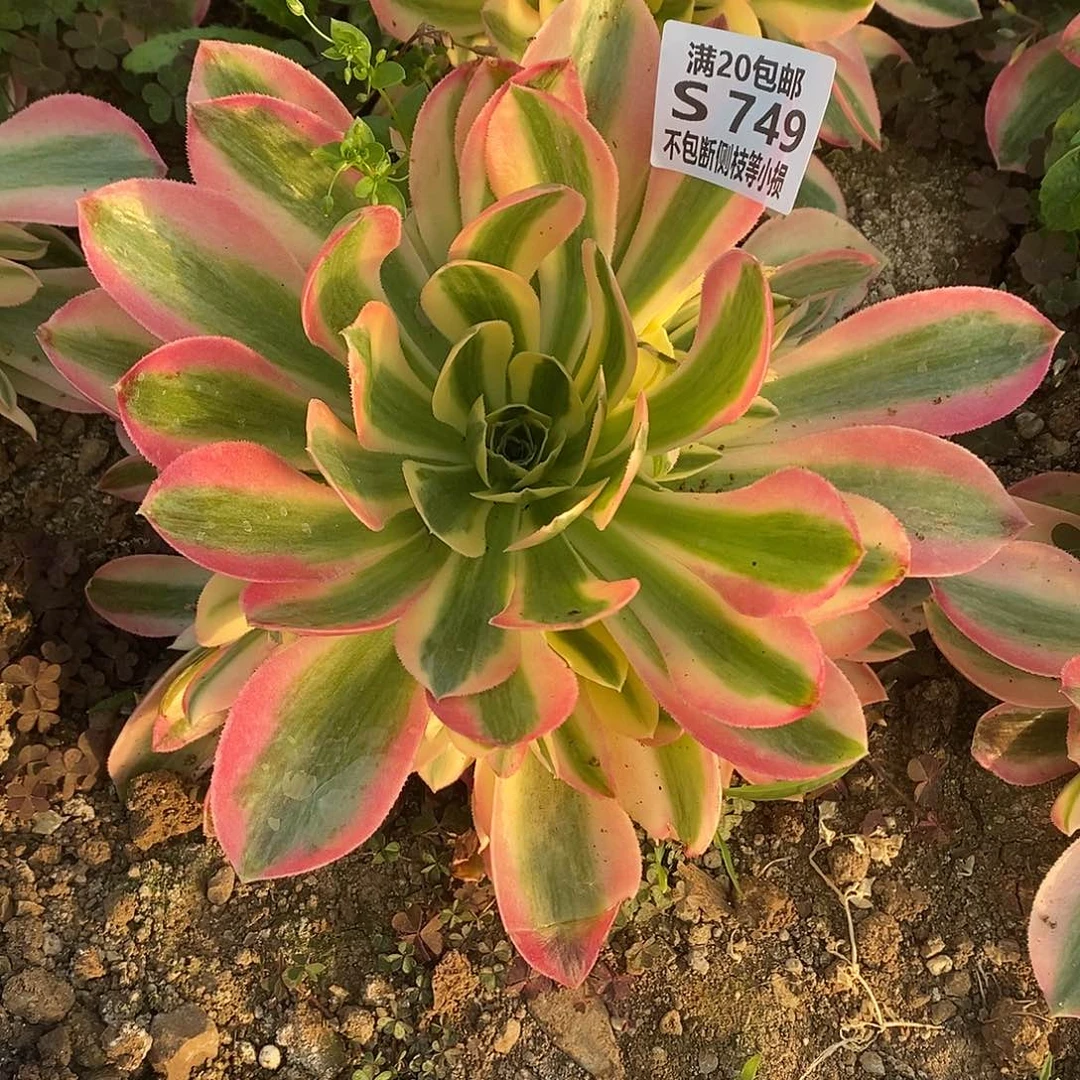 呃*…749女巫多肉法师锦多肉