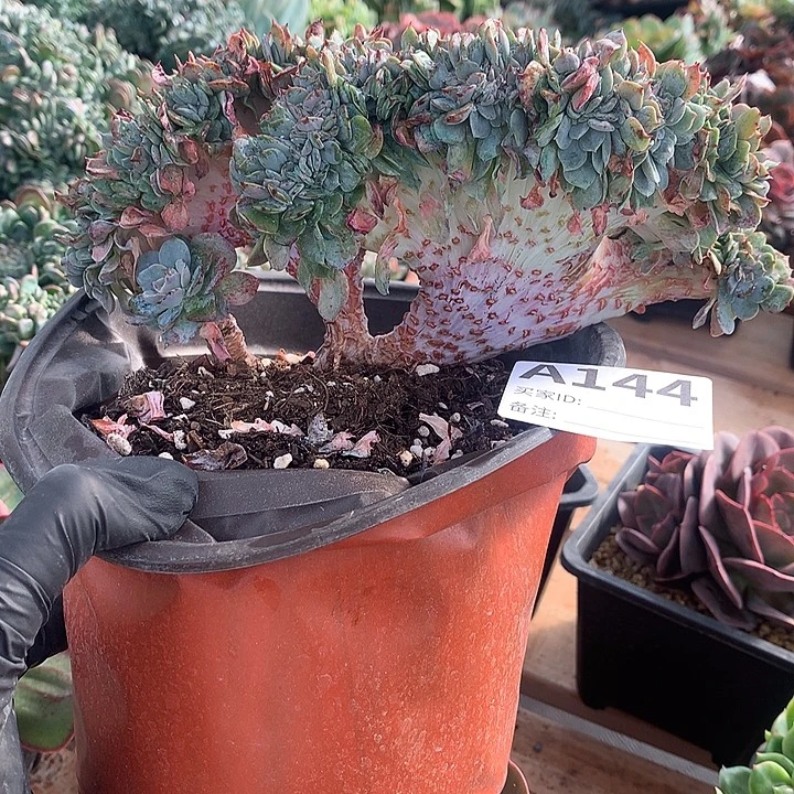 璐璐多肉一物一拍