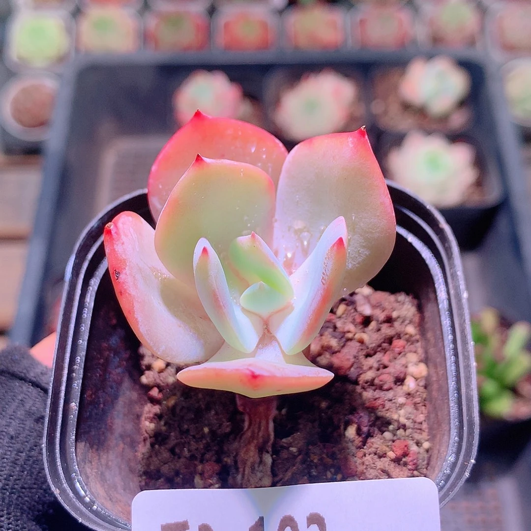 乐然3-103 奶茶单头