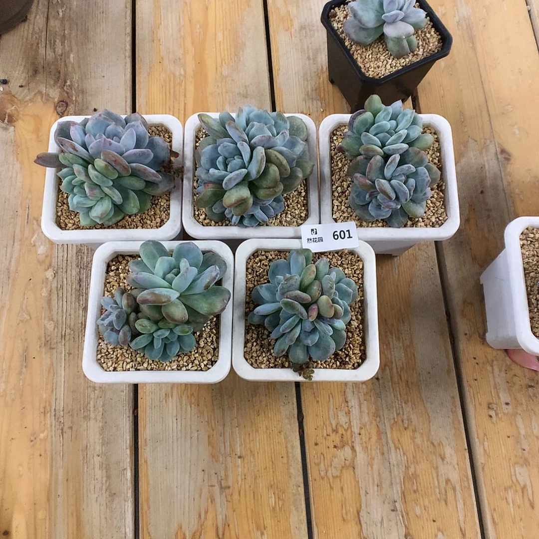 601星影石化多肉植物66