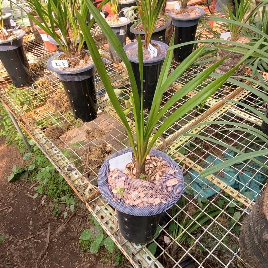 完全开放棕根大雪兰