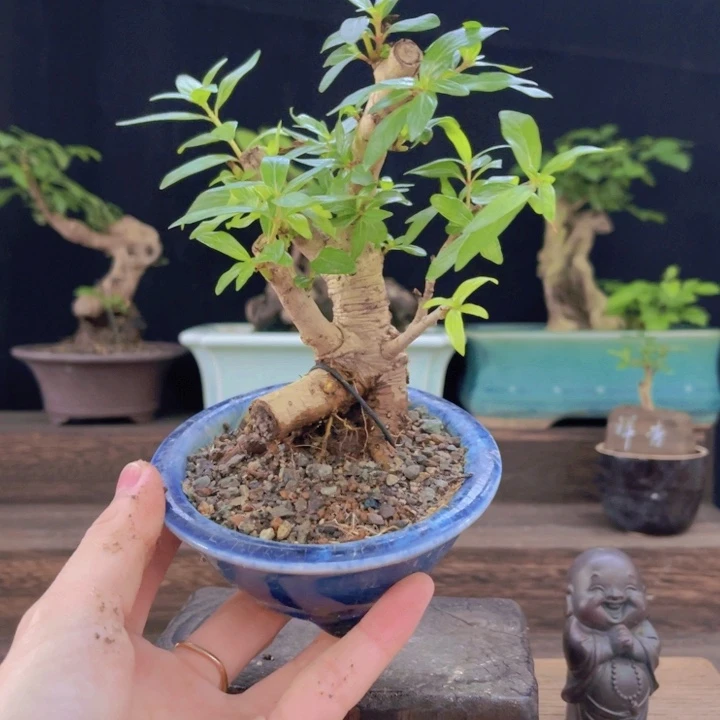 全部花朵12345678