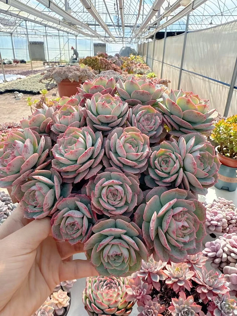 【大盆克罗蒂亚】带盆发货   阳台好养盆栽露养多肉