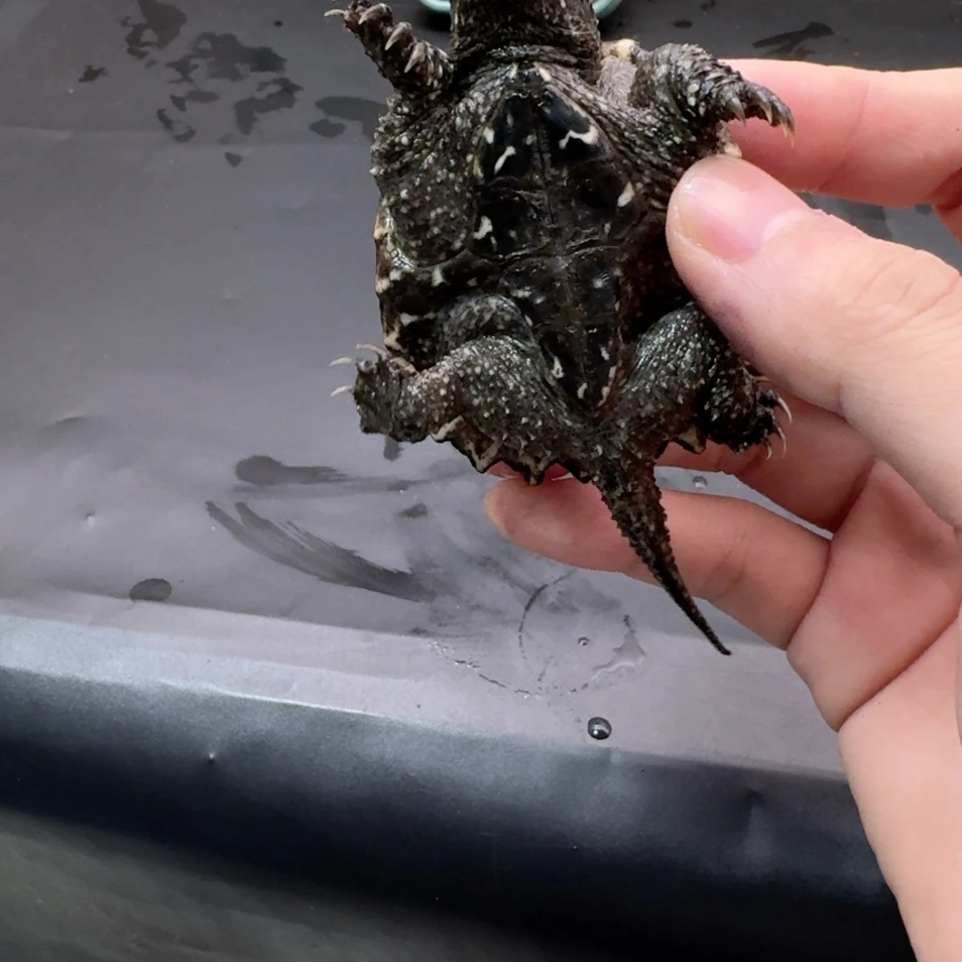 宠物龟不分公母111