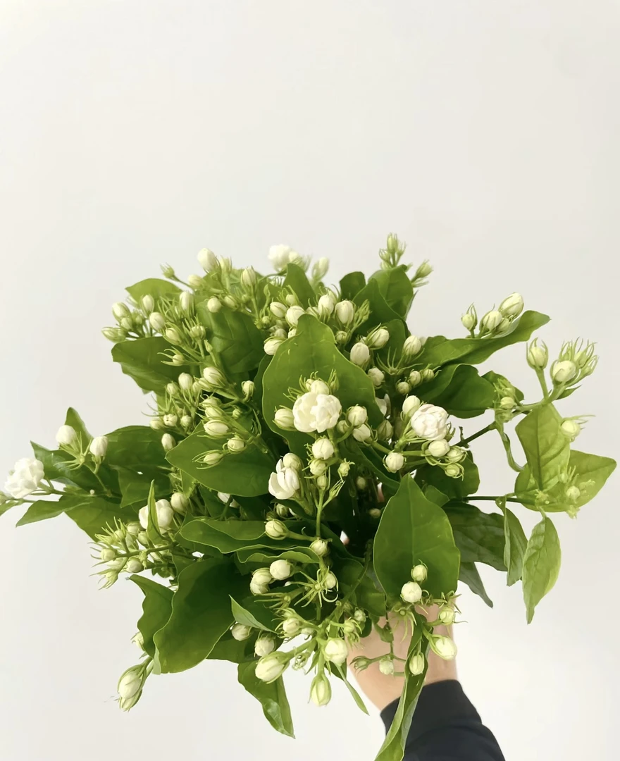 茉莉花一单包邮云南基地花束直发