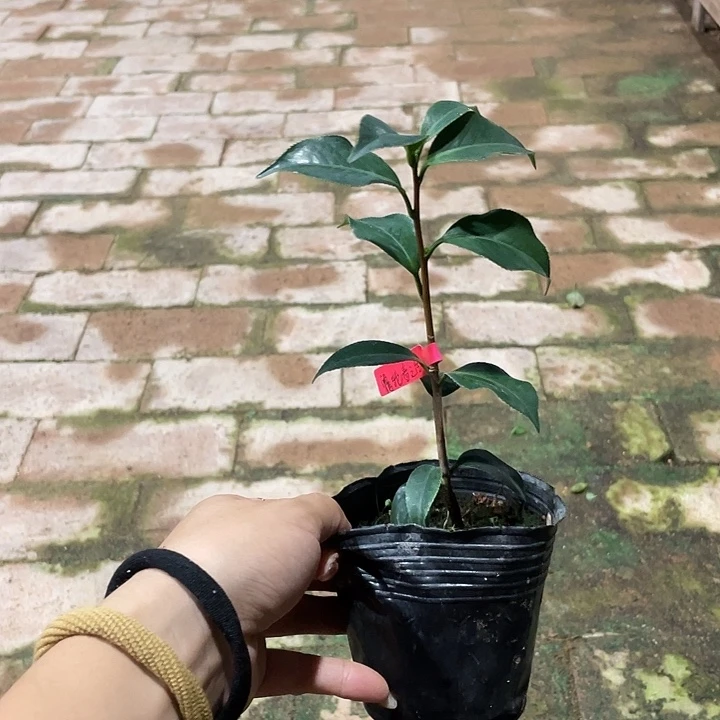 大部分花苞少量开放，覆伦春之台