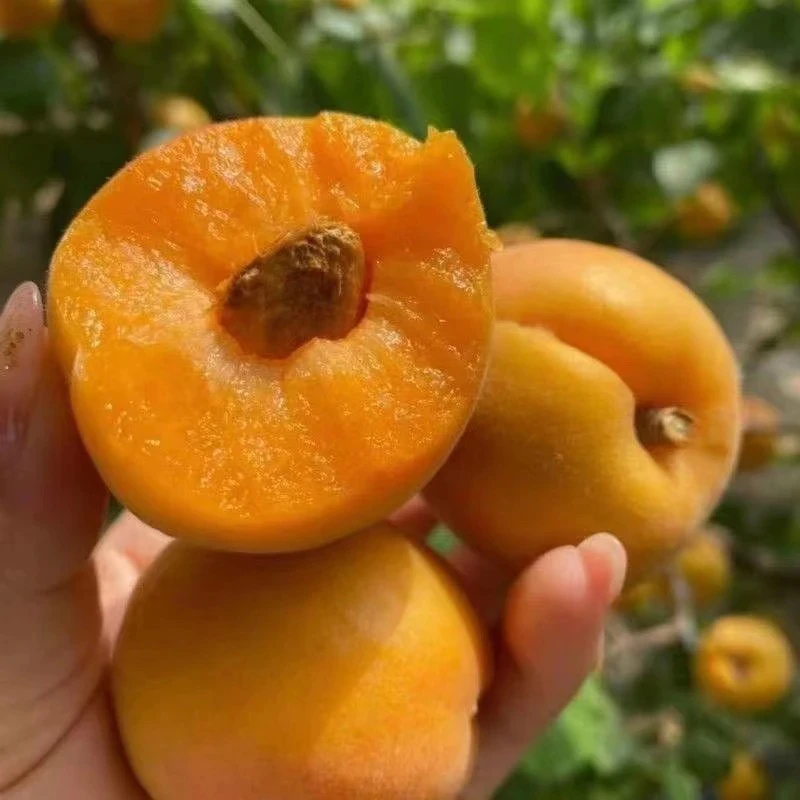 杏树苗盆栽地载南北方种植