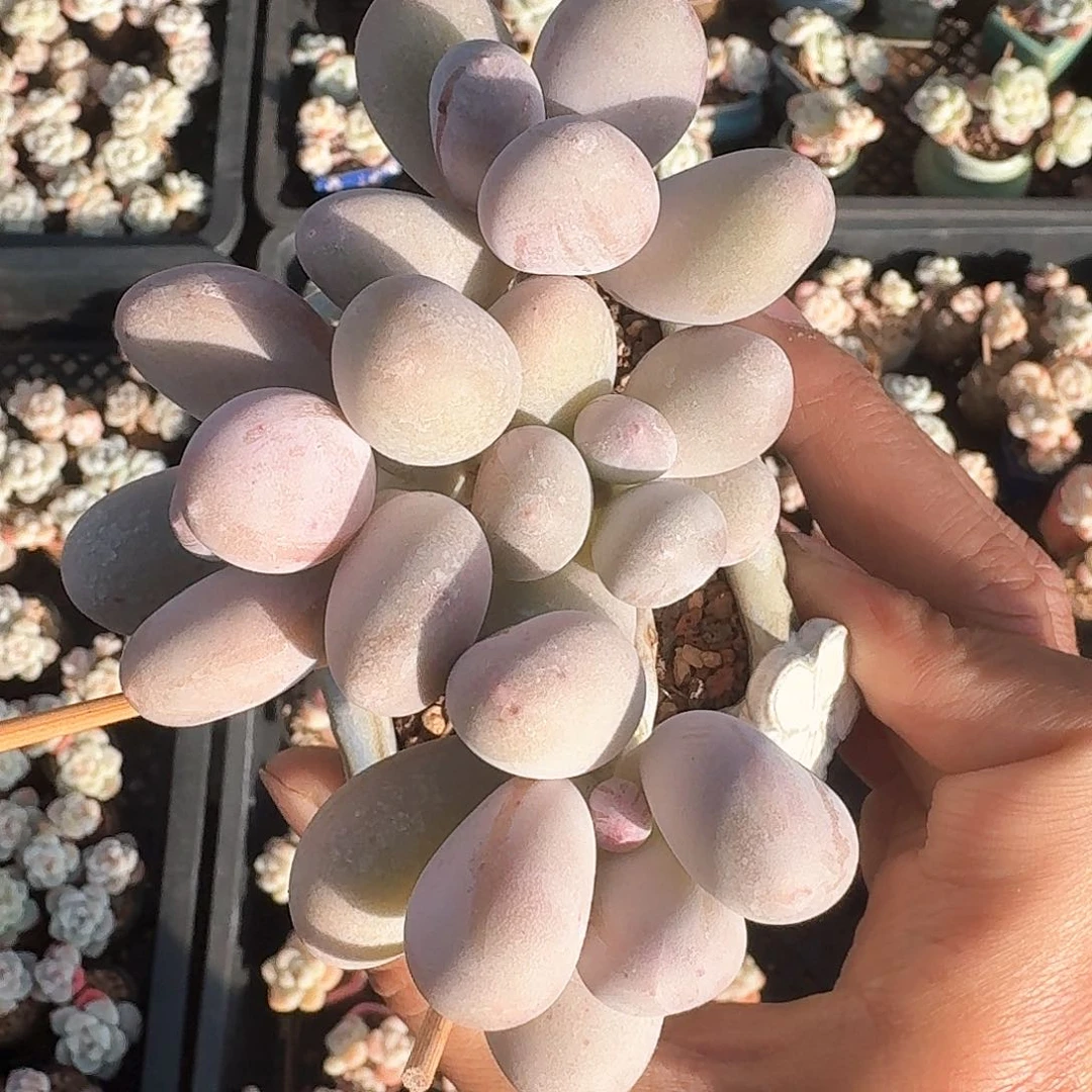 4头黄米可奶大号